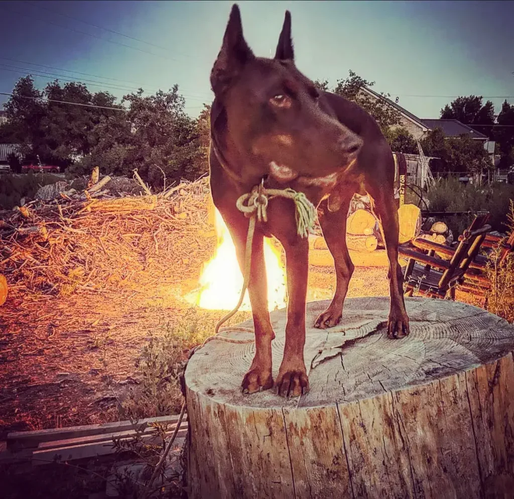 Doberman Pinscher