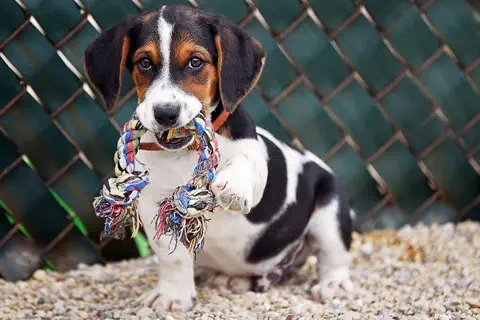 building drive in a puppy